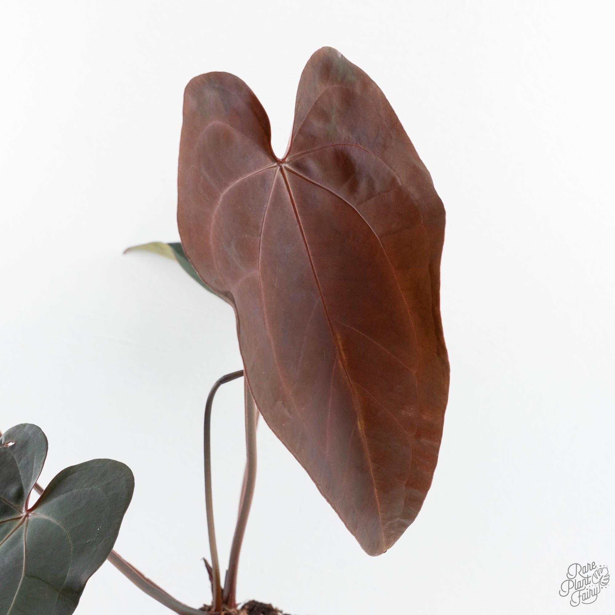 anthurium dark velvet Anthurium Red Velvet Cake '24' x Dark & Handsome '9' by DocBlock (wk19-G)