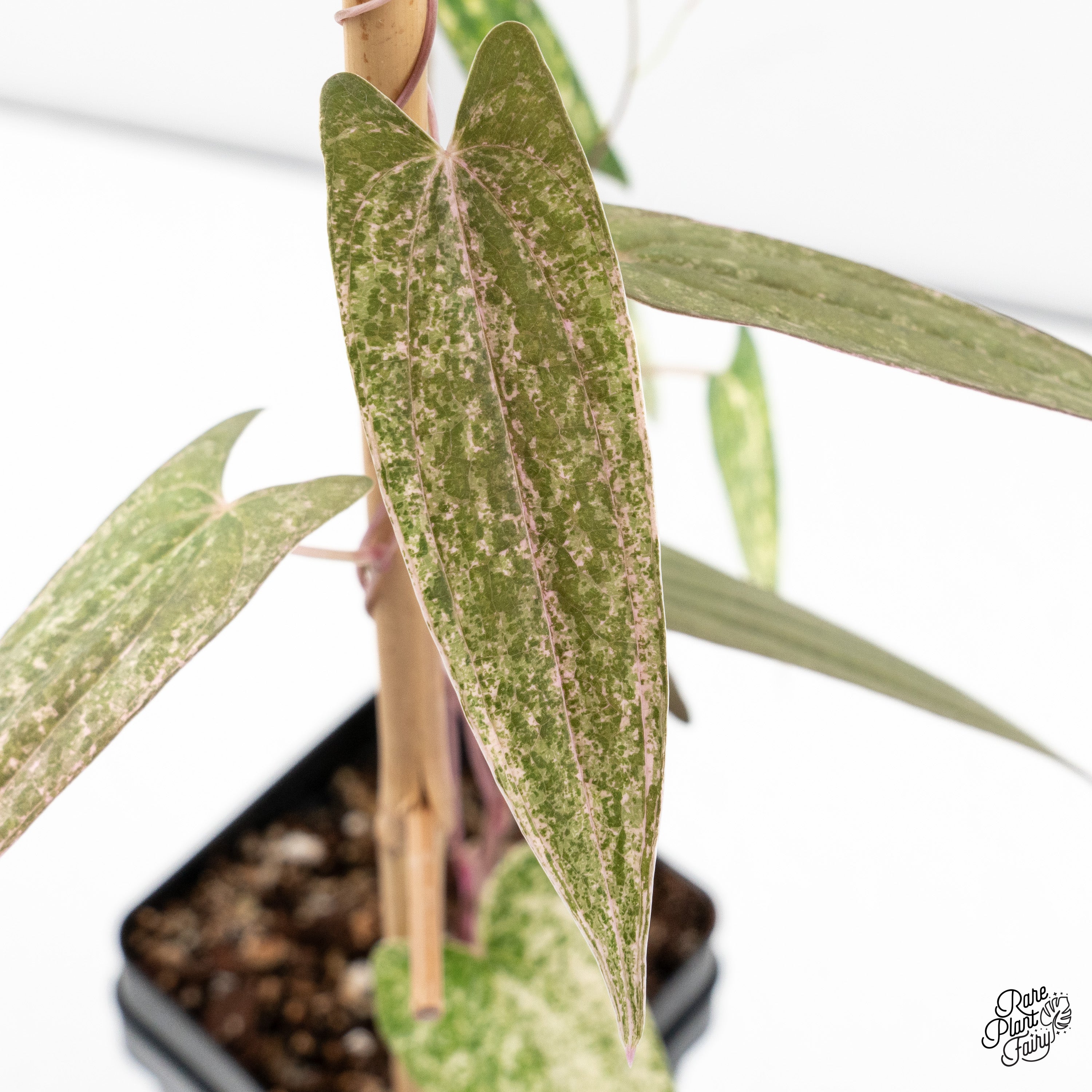 Dioscorea 'Pixel Pink' (wk41-K) – Rare Plant Fairy