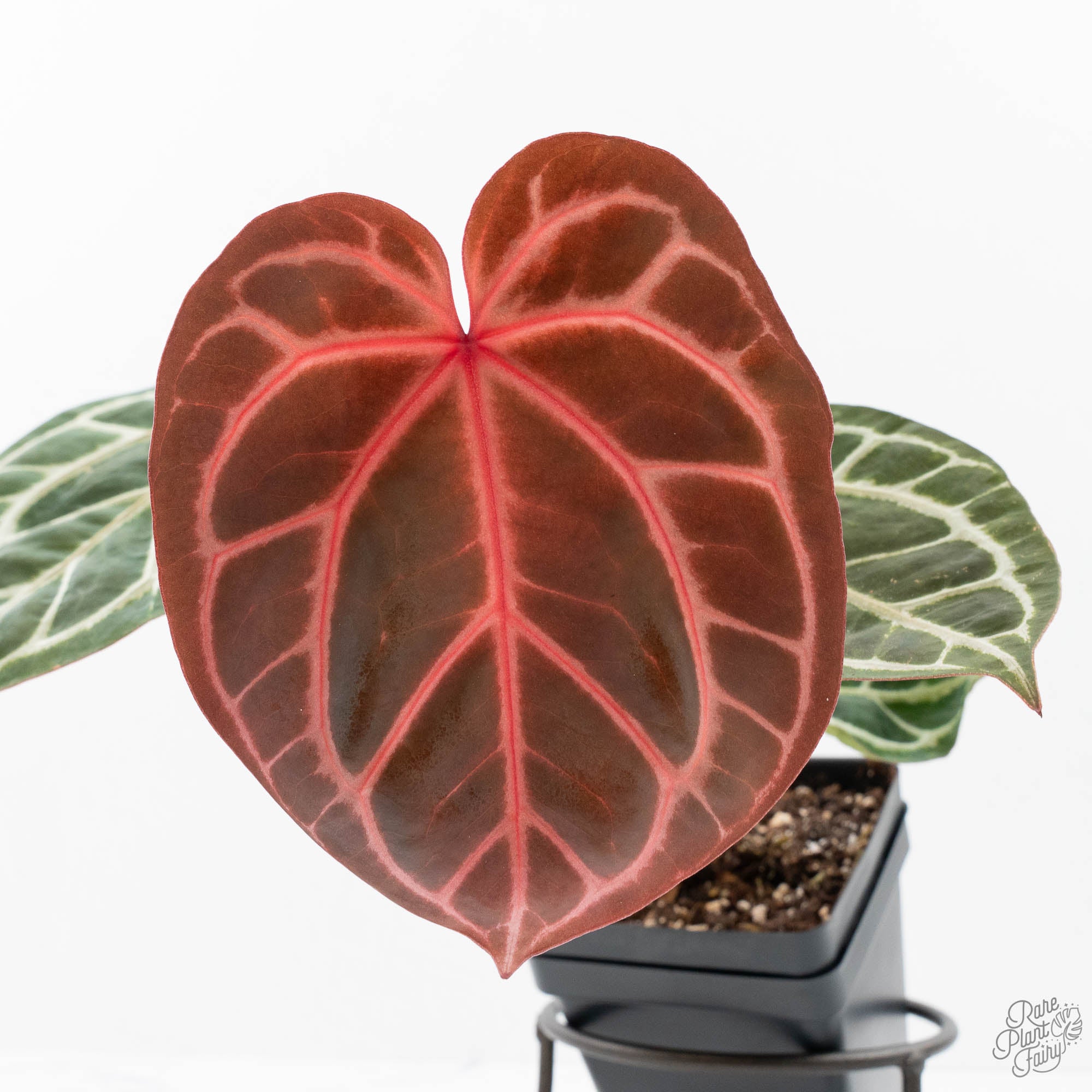 l anthurium Anthurium Crystal Red '12' x Zara '14' by DocBlock® (wk21-L) – Rare Plant Fairy