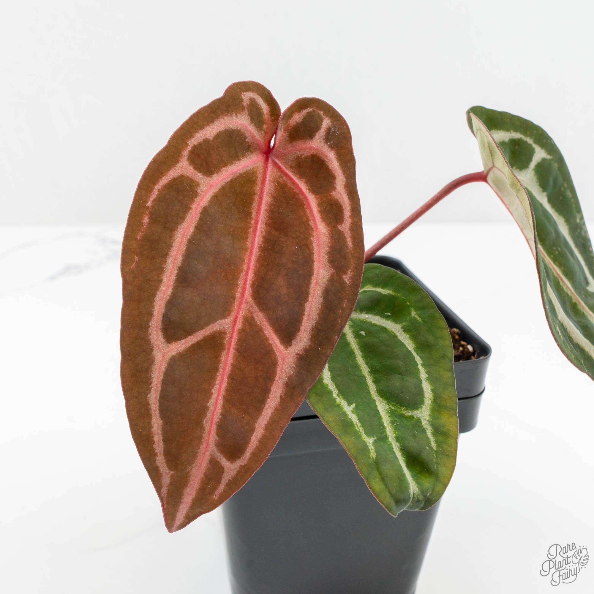 Anthurium Michelle '10' x Home, Sweet Home '32' by DocBlock® (wk15