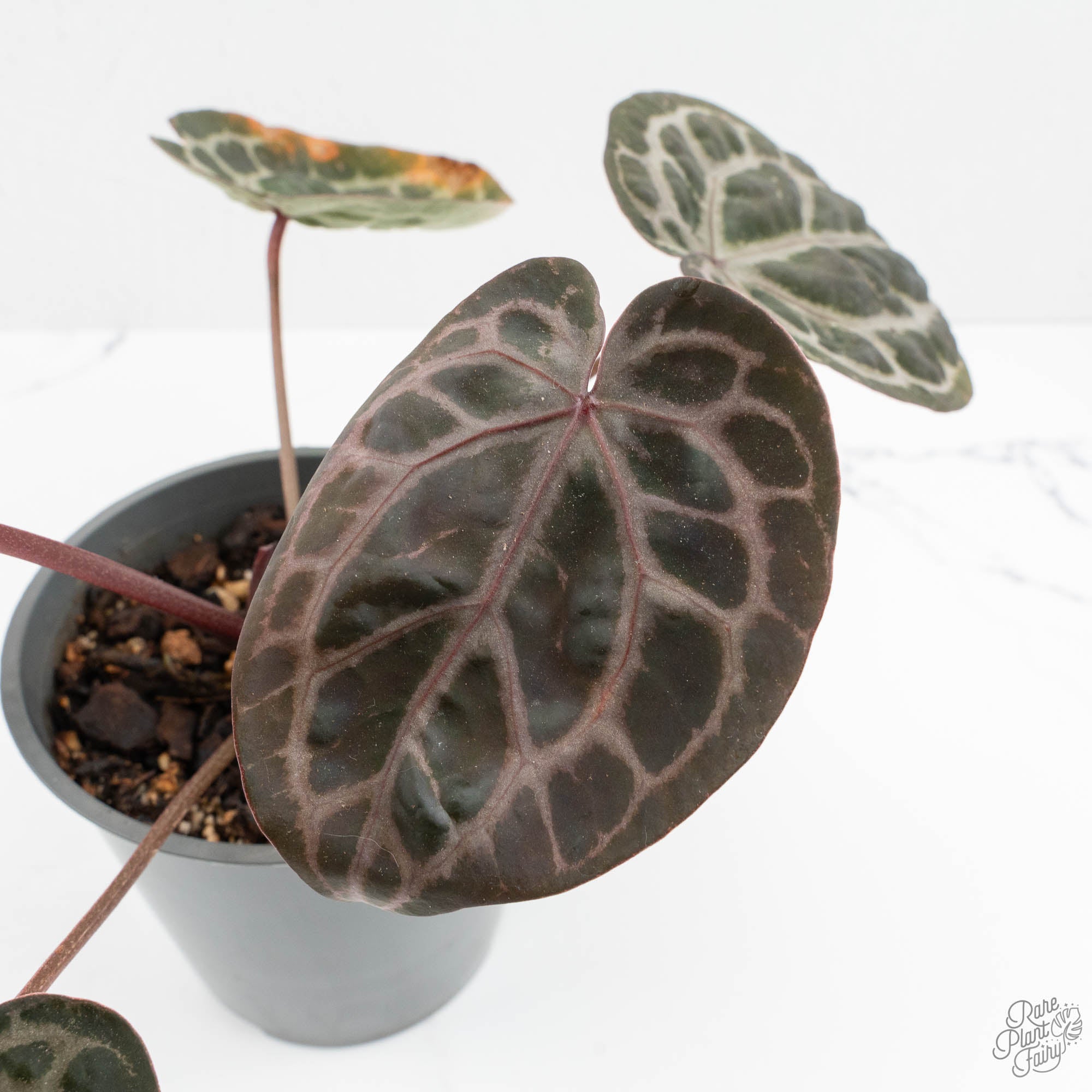 Anthurium Zara '31' x Tortoise Shell Grey '36' by DocBlock® (wk15