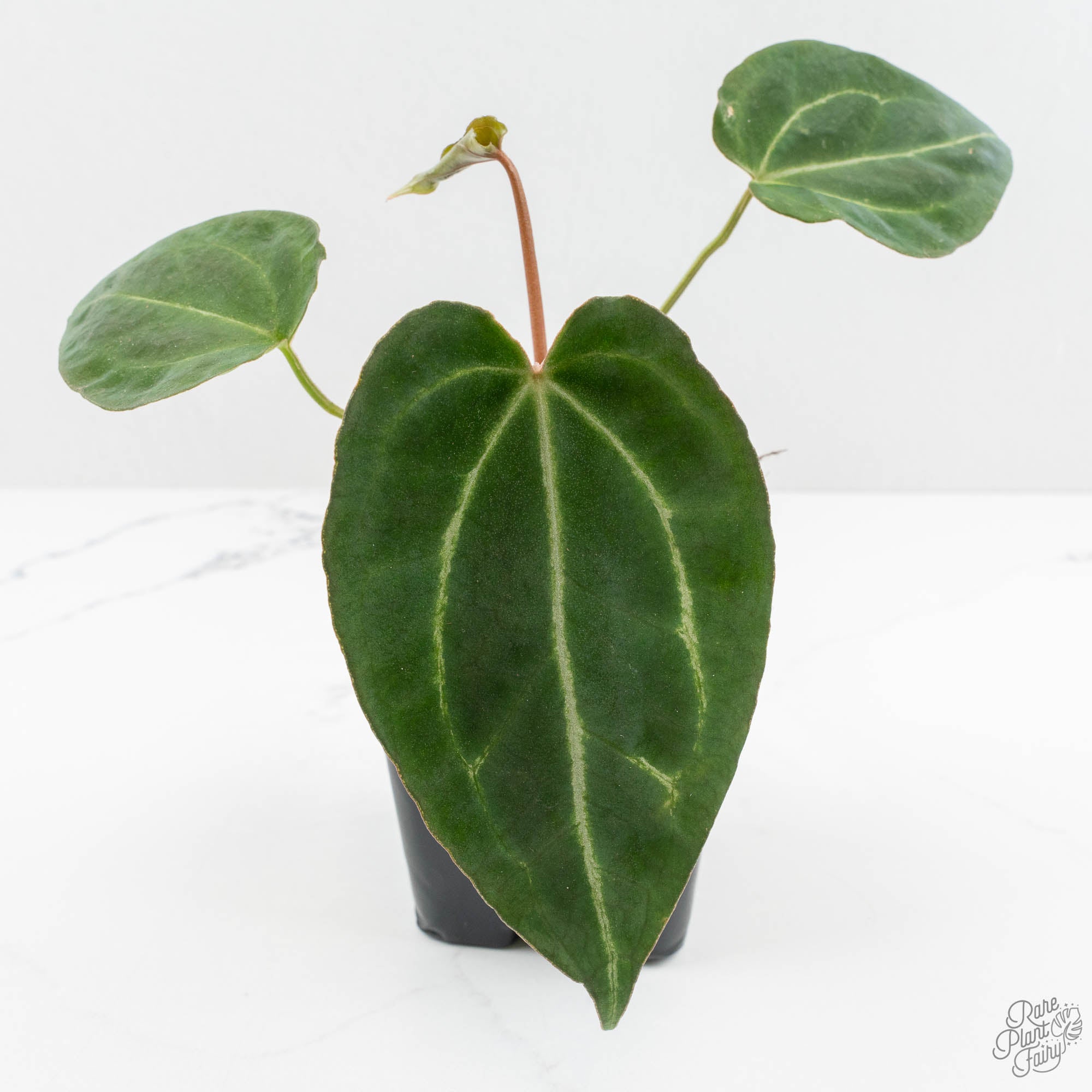 Anthurium Black Widow '43' x Zara '14' by DocBlock® (wk15-Z