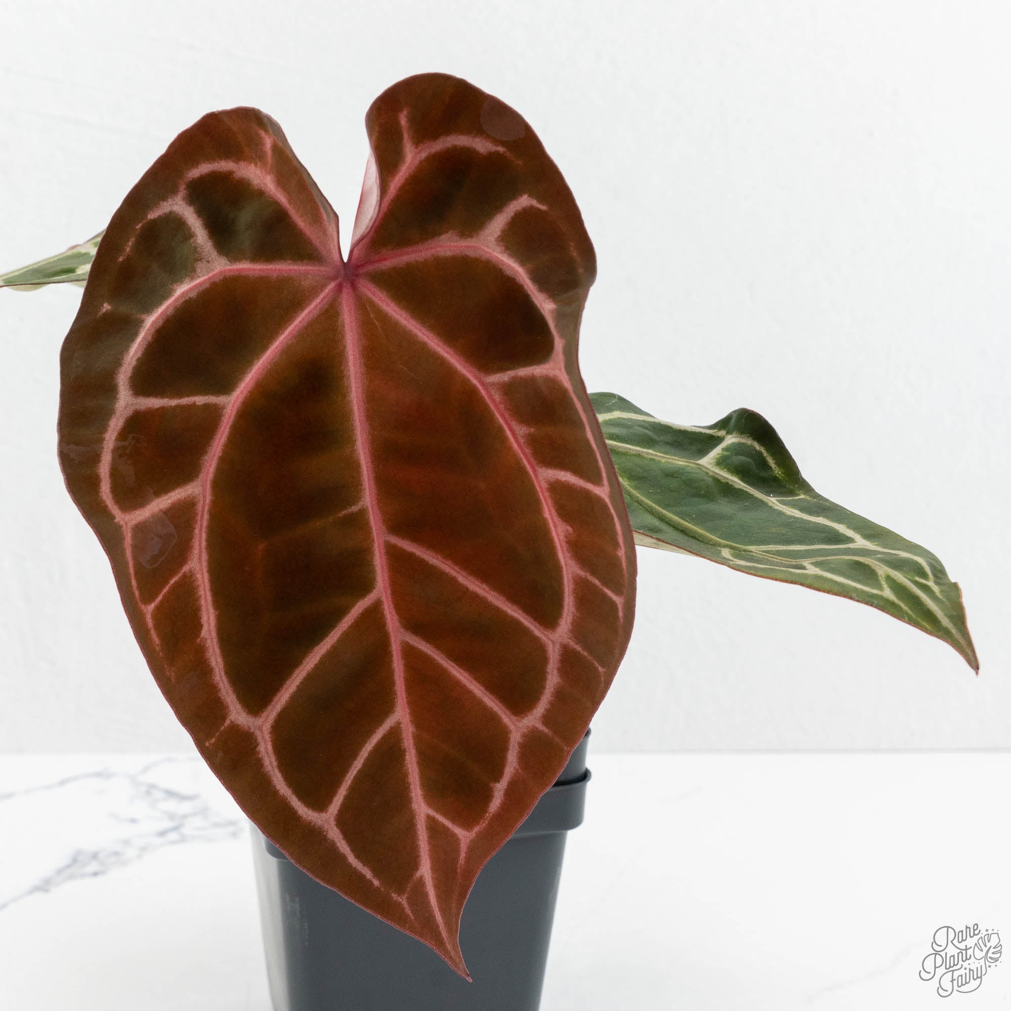 ビザンチウム('12英/アイルランド) Anthurium Crystal Red '12' x Zara '14' by DocBlock® (wk12-W