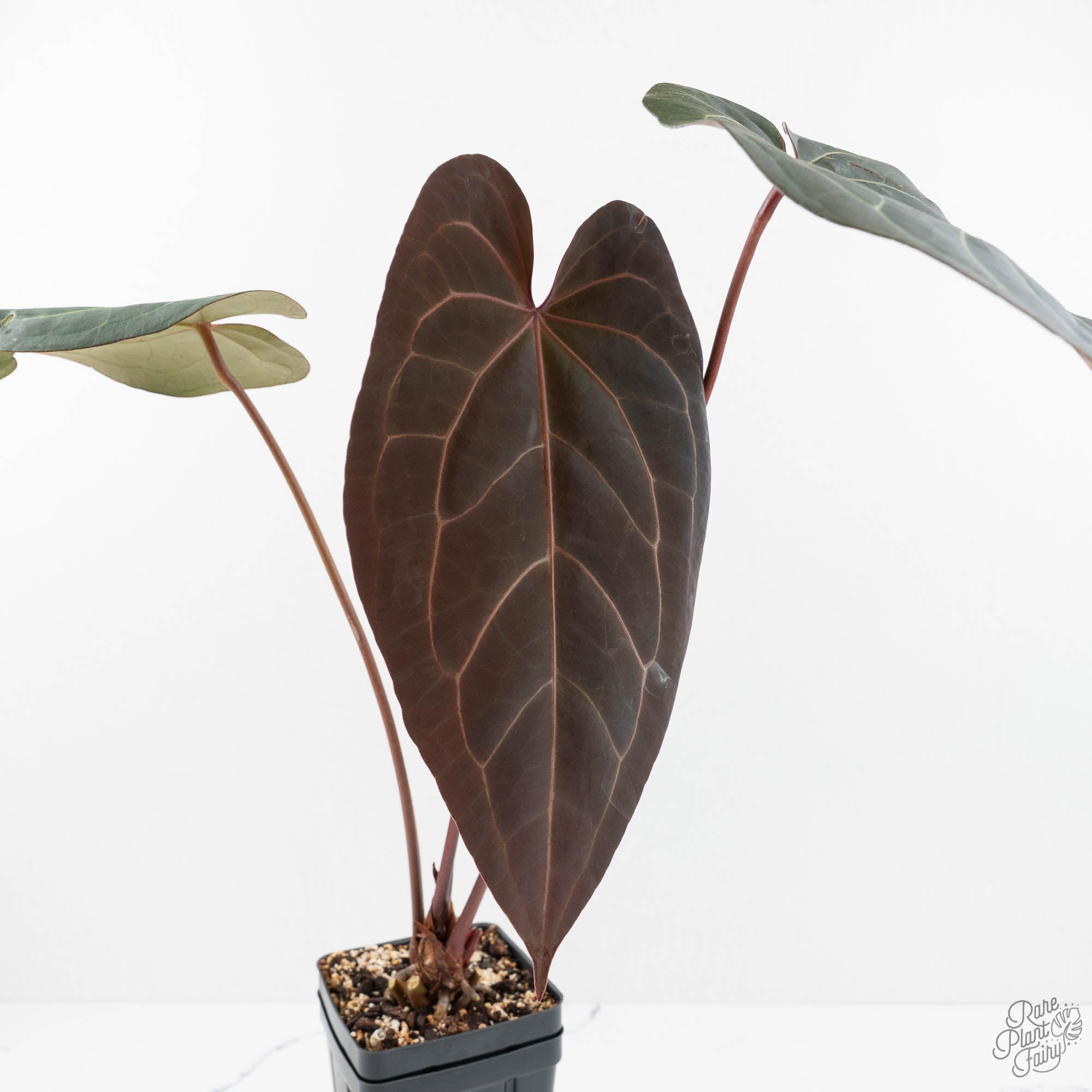 anthurium doc block Anthurium Dark and Handsome '9' x Dark and Handsome '9' by DocBlock (wk17-G)