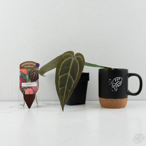 Anthurium Dark & Handsome '9' x Minerva '20' by DocBlock® (wk8-A)