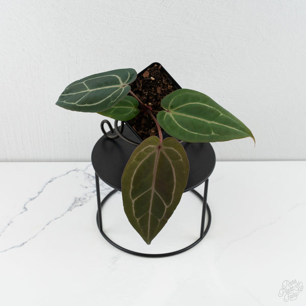 Anthurium Dark & Handsome '9' x Minerva '20' by DocBlock® (wk8-A)