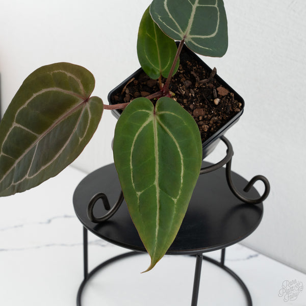 Anthurium Dark & Handsome '9' x Minerva '20' by DocBlock® (wk8-A)