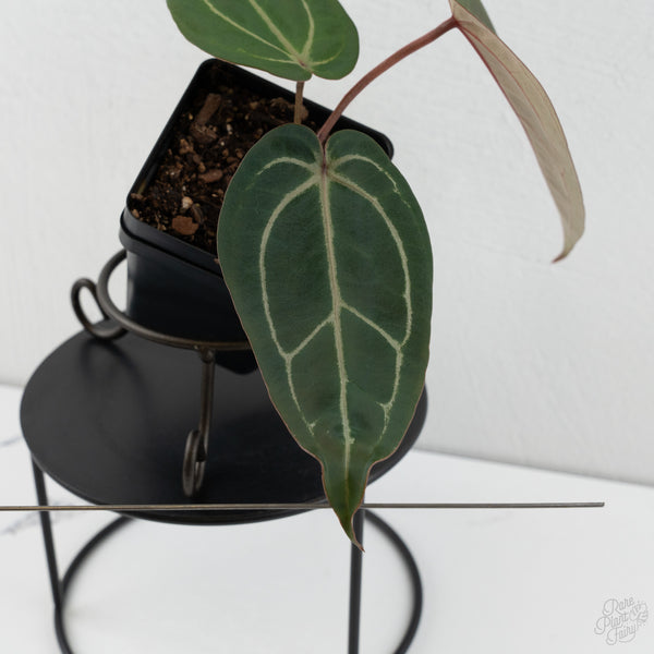 Anthurium Dark & Handsome '9' x Minerva '20' by DocBlock® (wk8-A)
