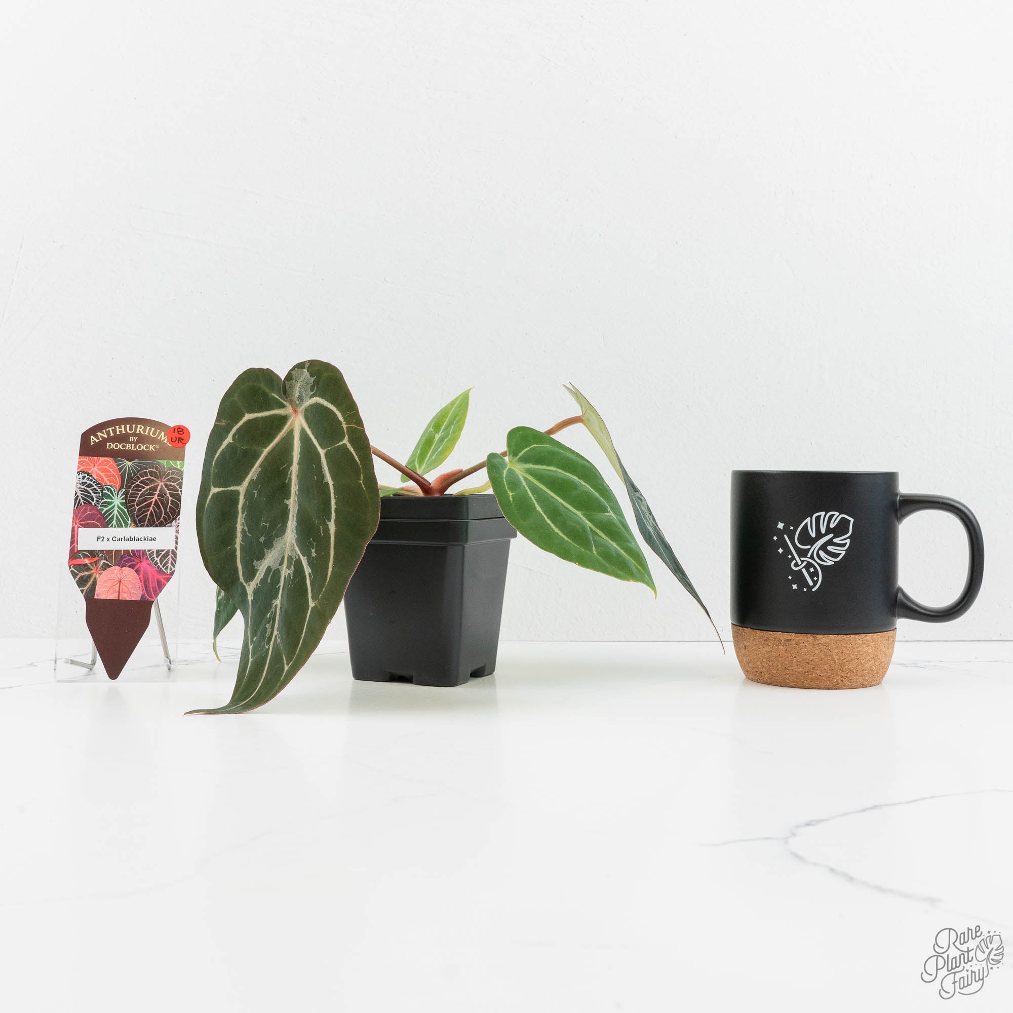 Anthurium DocBlock F2 x Carlablackiae by DocBlock® (wk18-UR