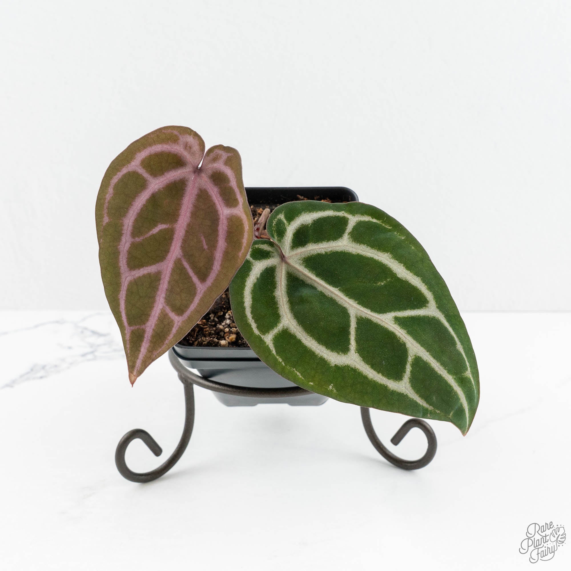 Anthurium Michelle '10' x Home, Sweet Home '32' by DocBlock® (wk17