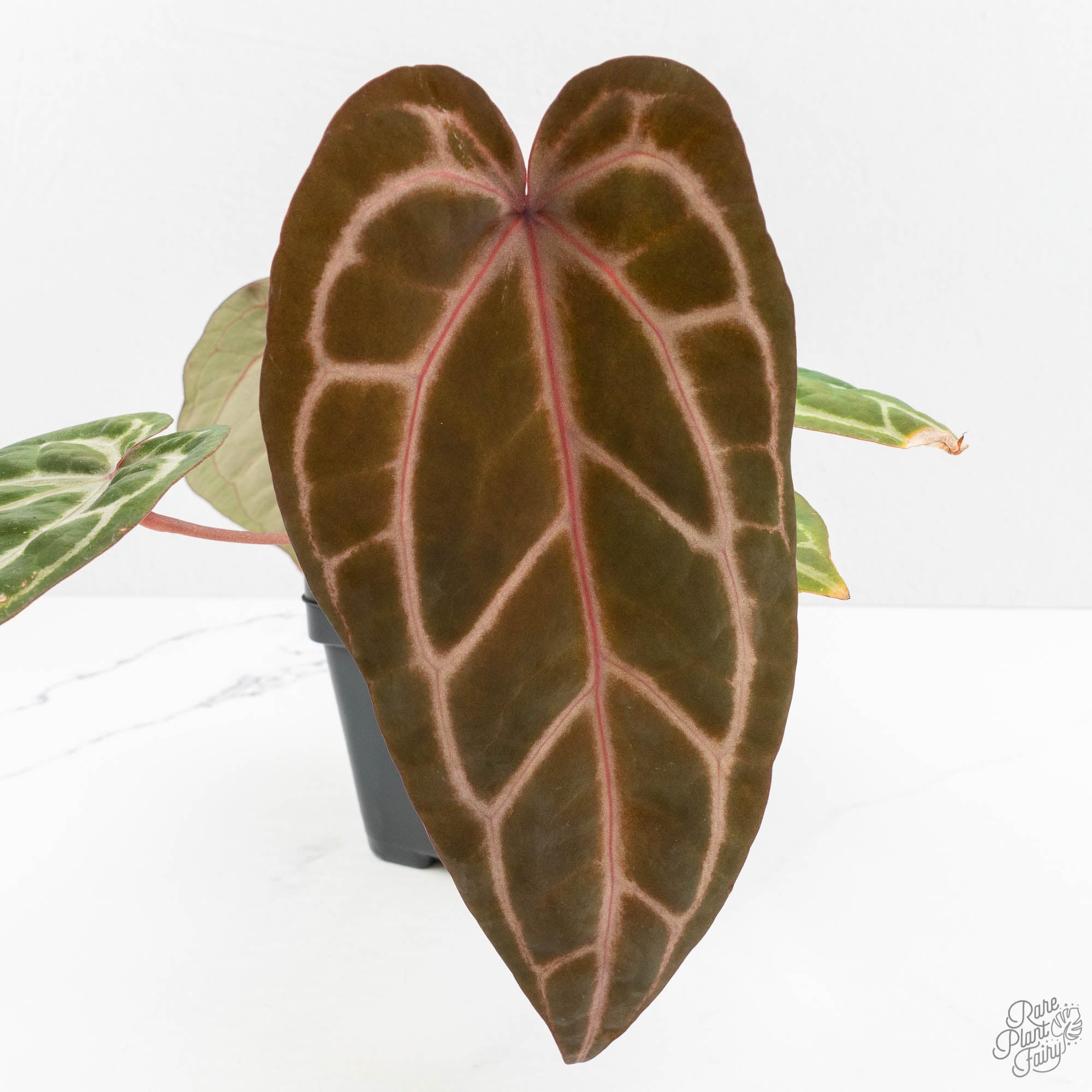 Anthurium Michelle Hot Pink '23' x Zara '14' by DocBlock® (wk15-U