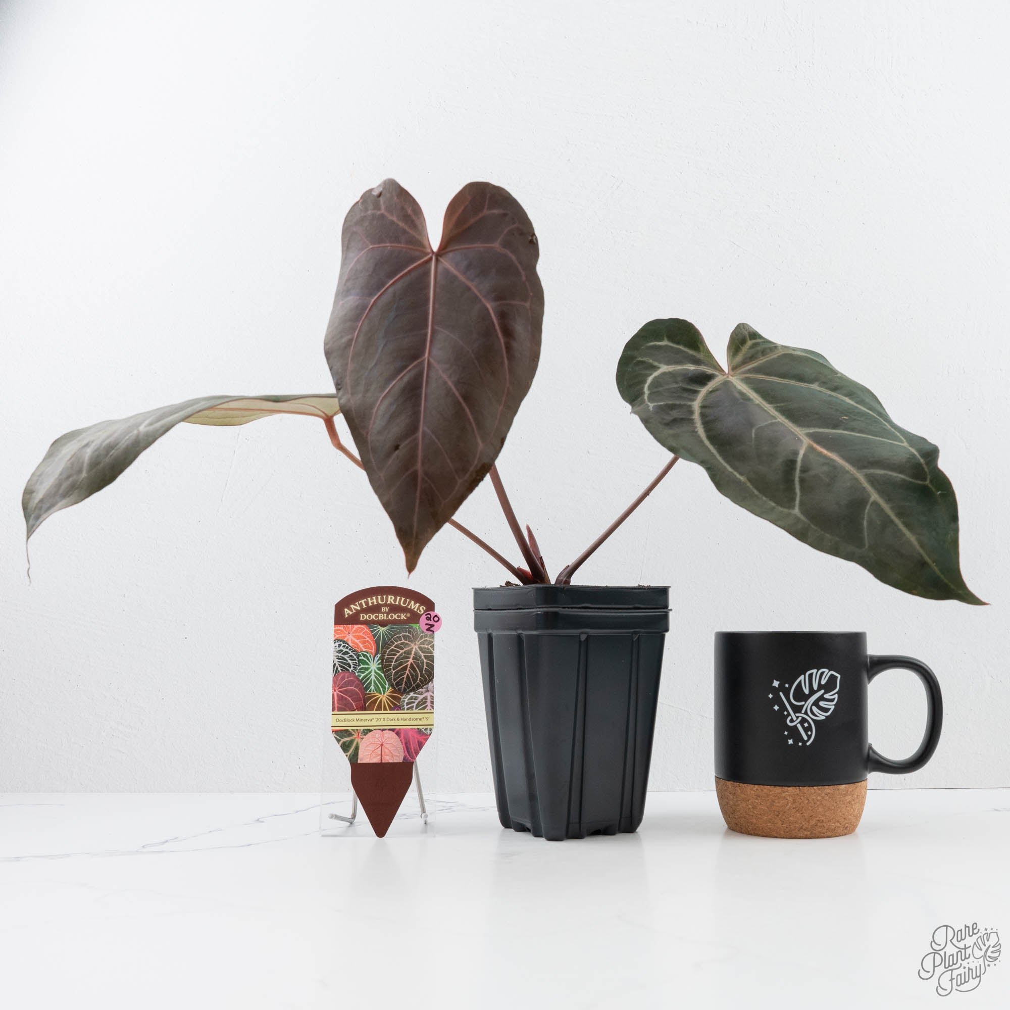 Anthurium Minerva '20' x Dark & Handsome '9' by DocBlock® 9 (wk20