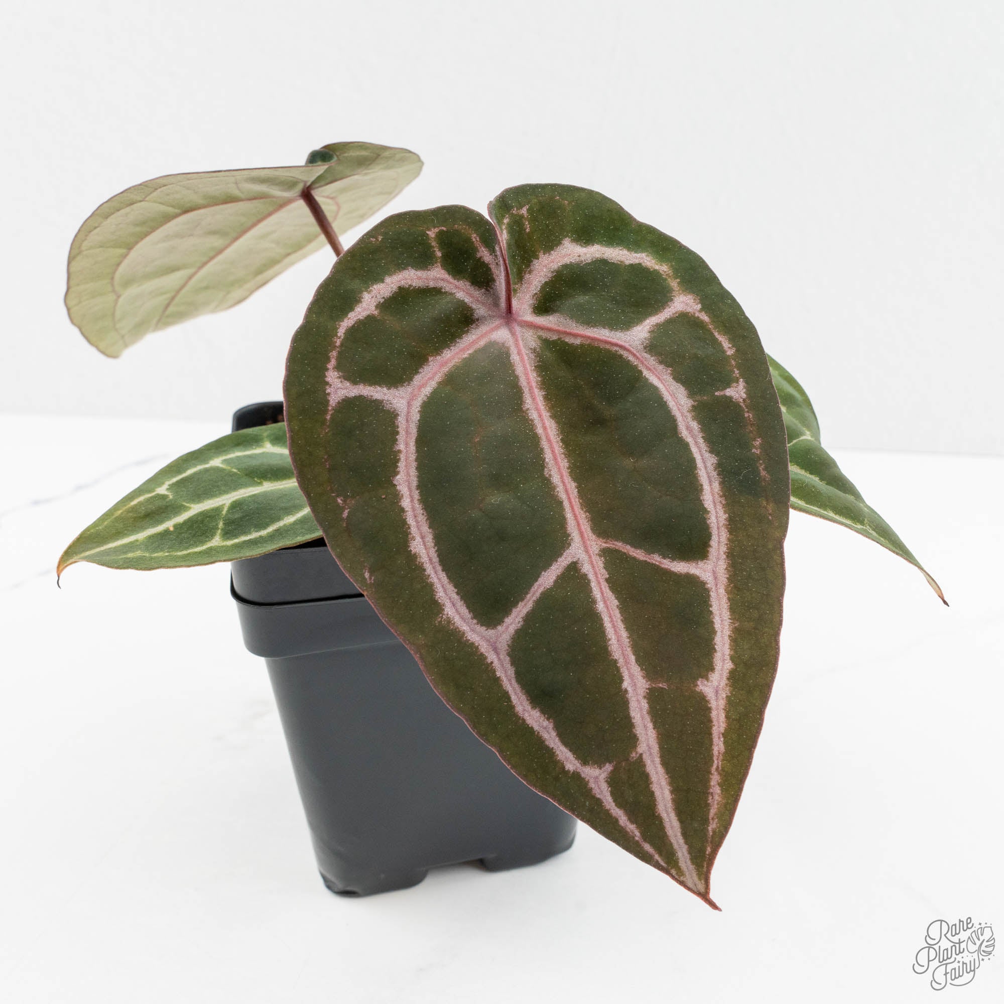 Anthurium Minerva '20' x Minerva '20' by DocBlock® (wk15-N) – Rare