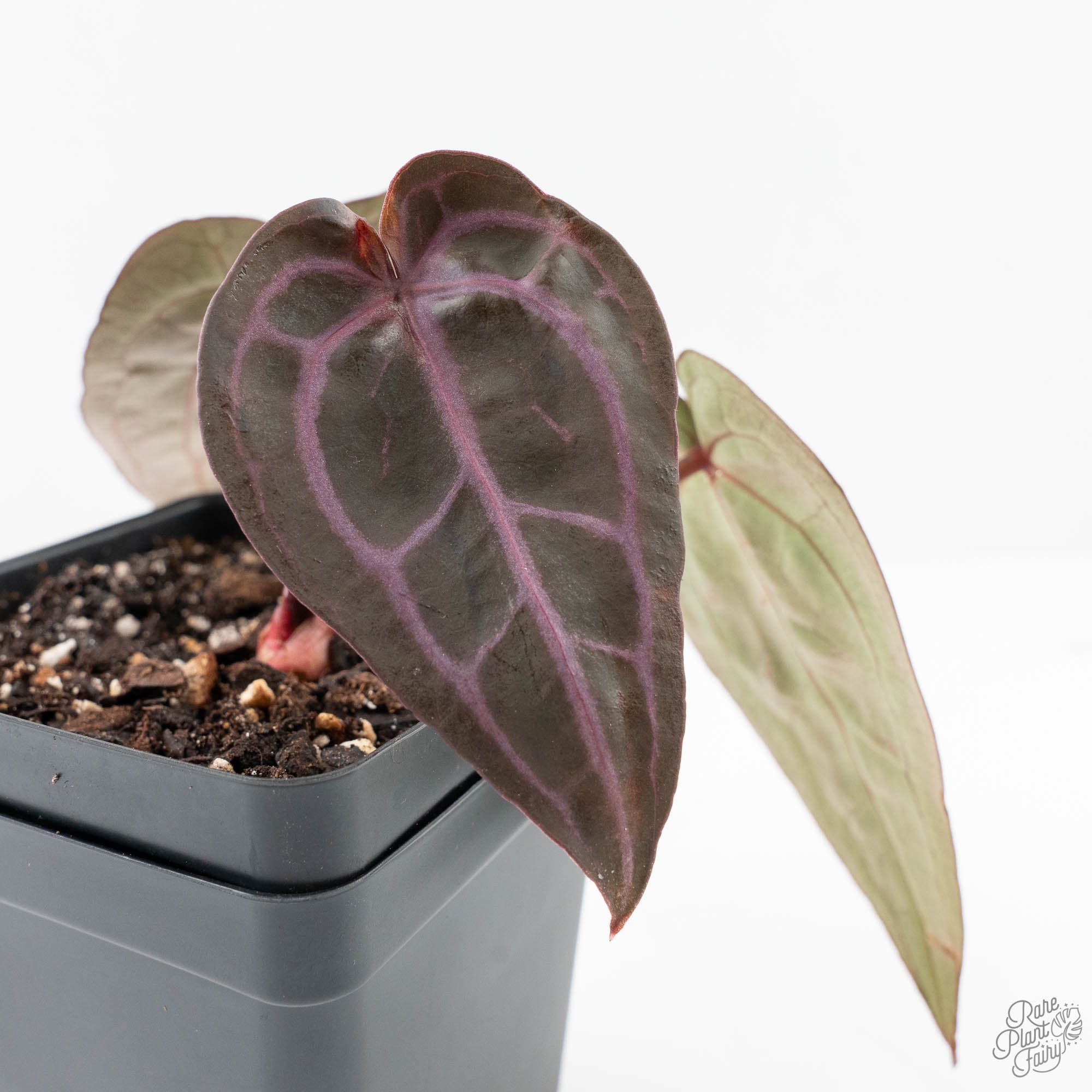 anthurium purple houseplant Anthurium Minerva '20' x Minerva '20' by DocBlock® (wk24-I) *Purple Ve – Rare Plant Fairy