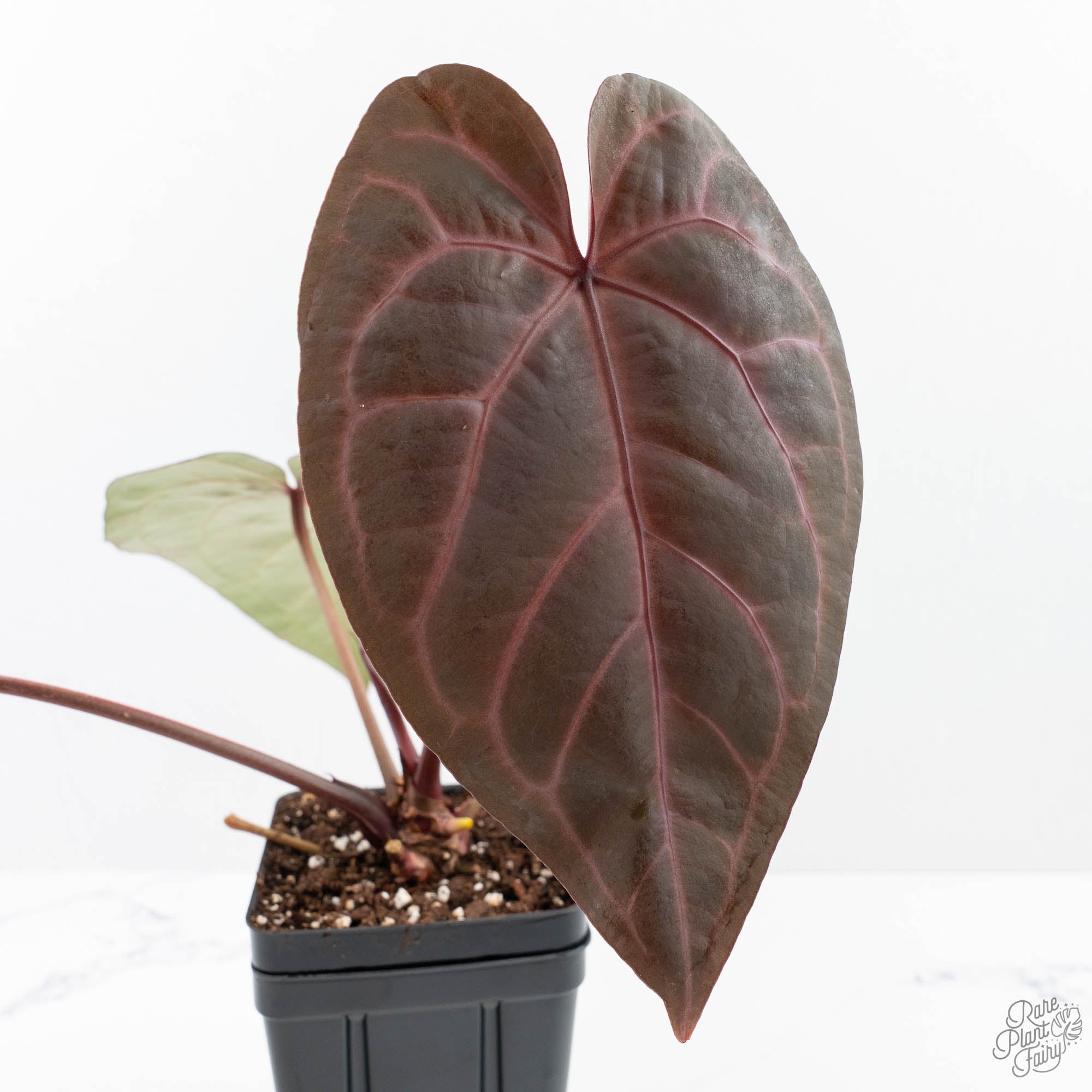 anthurium rain Anthurium Purple Rain '27' x Red Velvet Cake '24' by DocBlock (wk21-Q)