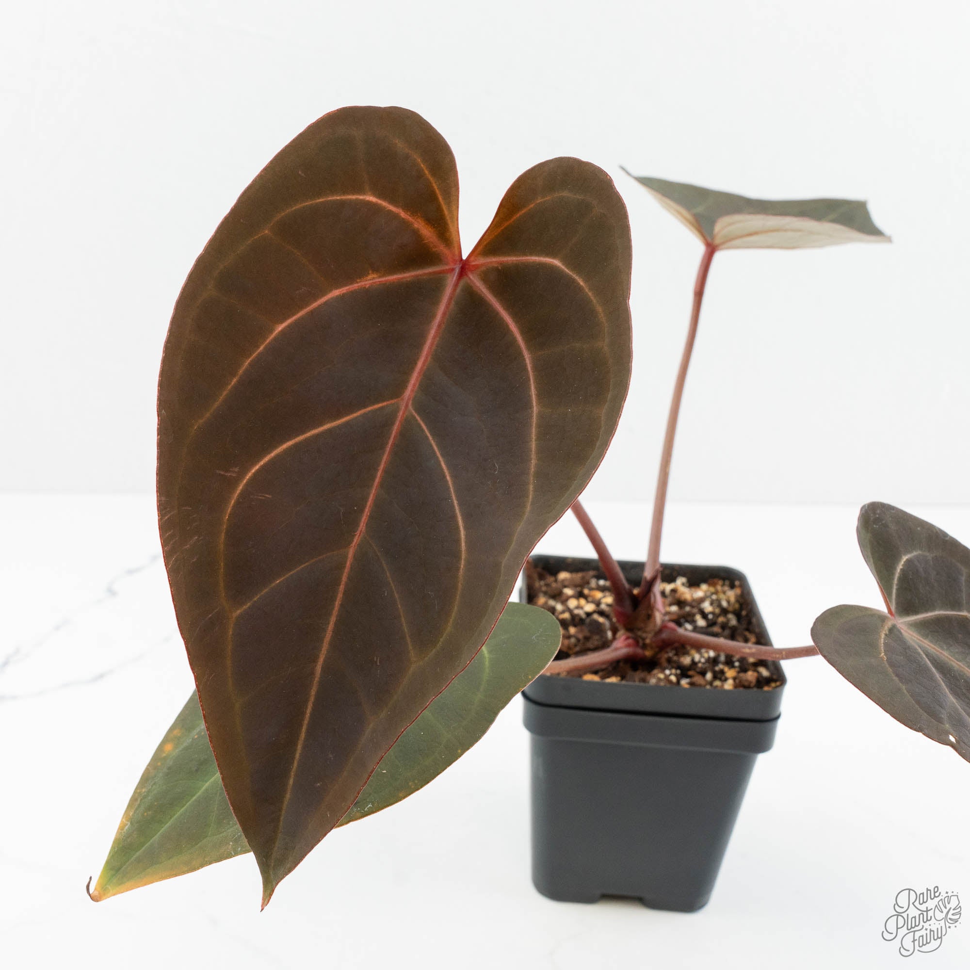 m*e様 Anthurium red velvet cake Anthurium Red Velvet Cake '24' x Red Velvet Cake '24' by DocBlock