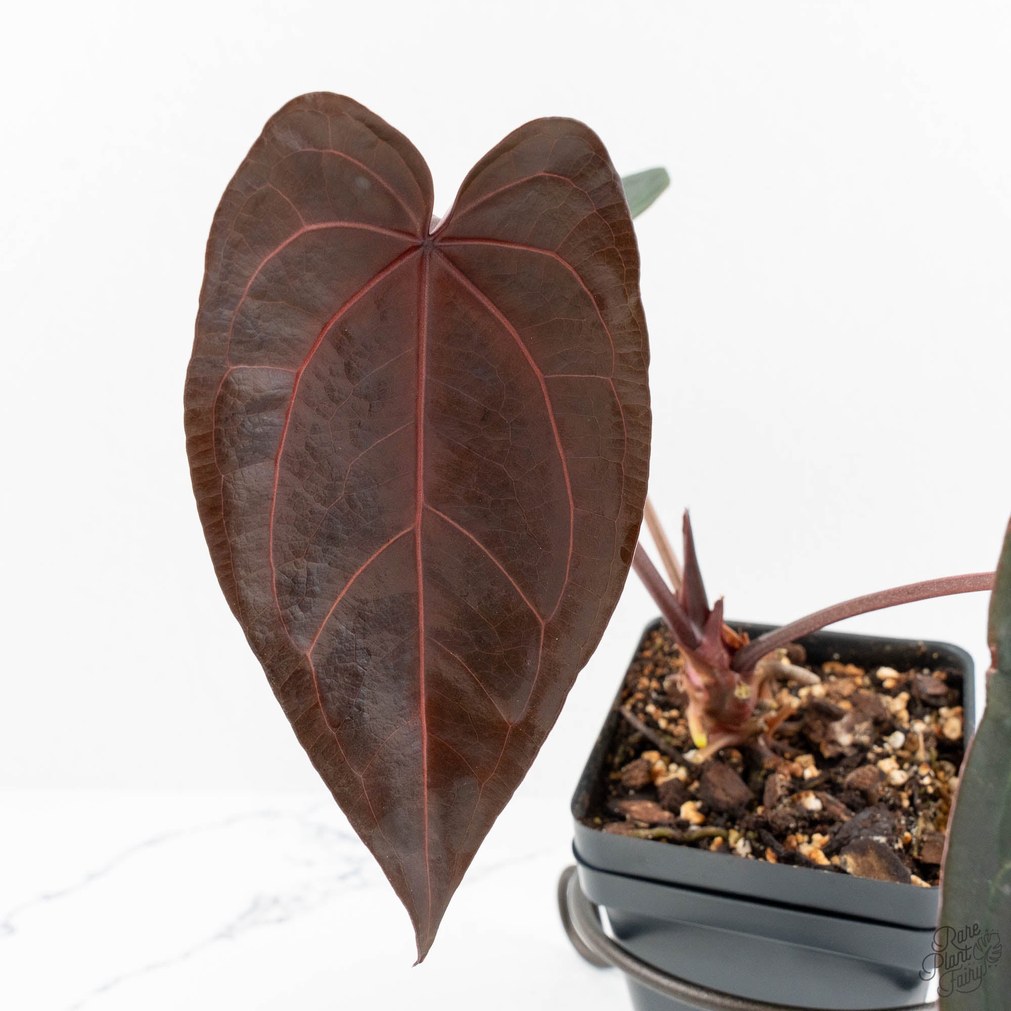 Anthurium Red Velvet Cake '24' x Zara '29' by DocBlock® (wk17-X