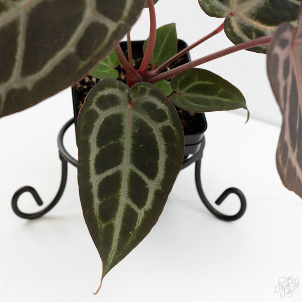 Anthurium Purple Rain '27' x Red Velvet Cake '24' by DocBlock® (wk10-V)