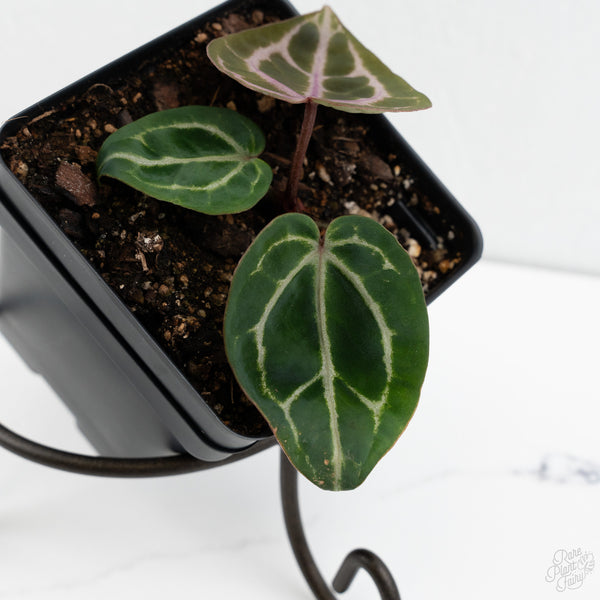 Anthurium Michelle '10' x Home, Sweet Home '32' by DocBlock® (wk10-W)