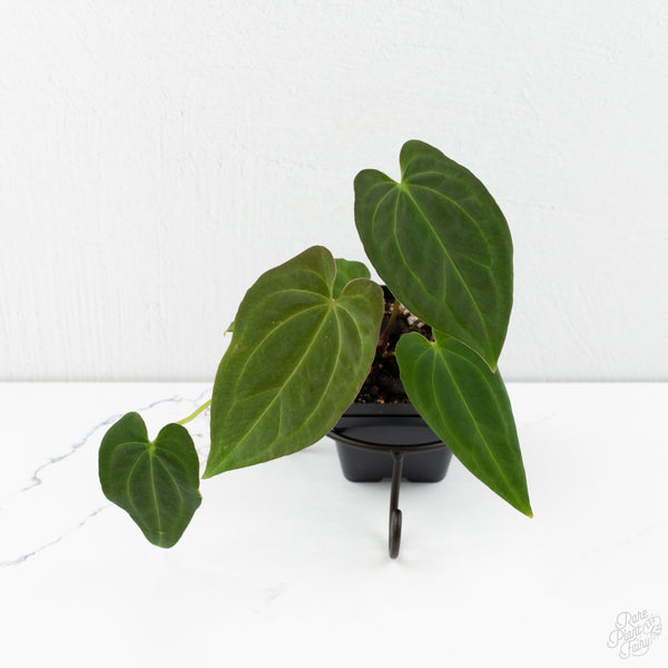 Anthurium Black Widow '43' x Red Velvet Cake '24' by DocBlock® (wk10-P)
