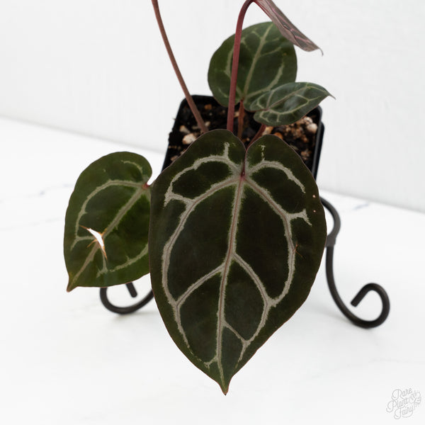 Anthurium Crystal Red '12' x Zara '14' by DocBlock® (wk10-S)