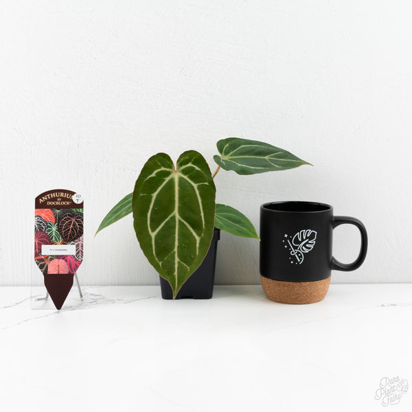 Anthurium F2 x Carlablackiae by DocBlock® (wk10-T)
