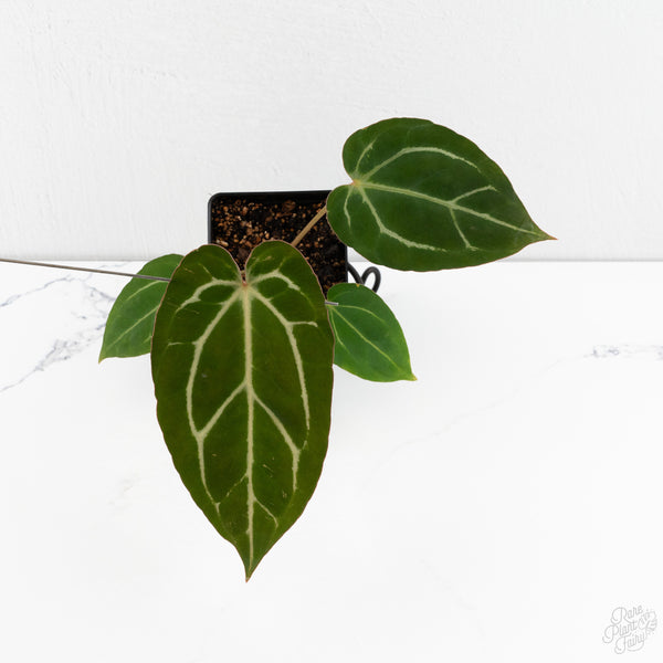 Anthurium F2 x Carlablackiae by DocBlock® (wk10-T)