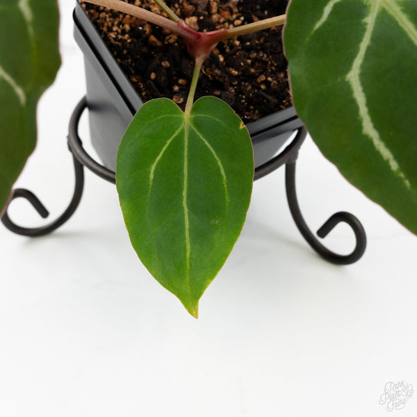 Anthurium F2 x Carlablackiae by DocBlock® (wk10-T)
