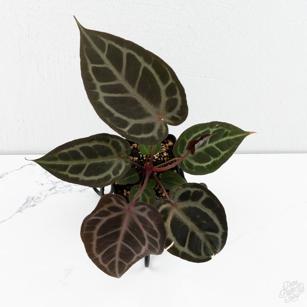 Anthurium Purple Rain '27' x Red Velvet Cake '24' by DocBlock® (wk10-V)