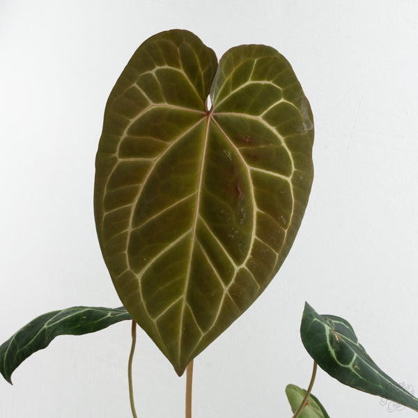 Anthurium Zara '14' x Black Widow '13' by DocBlock® (wk8-B)