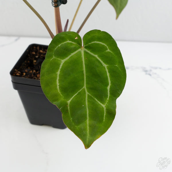 Anthurium Zara '14' x Black Widow '13' by DocBlock® (wk8-B)