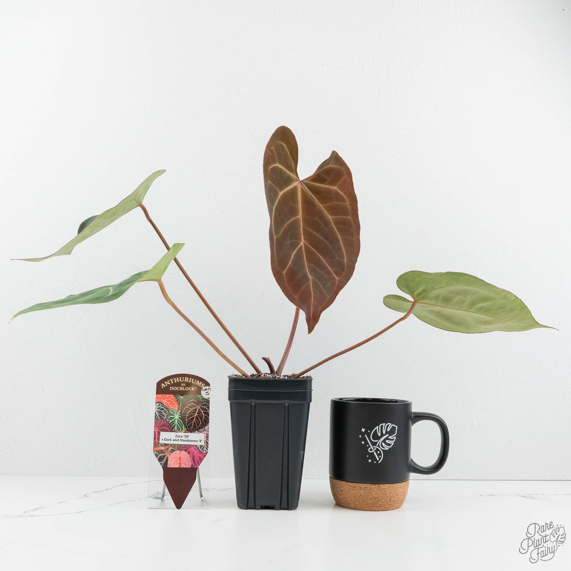 philodendron vs anthurium Anthurium Zara '29' x Dark and Handsome '9' by DocBlock® (wk17-S) – Rare Plant Fairy