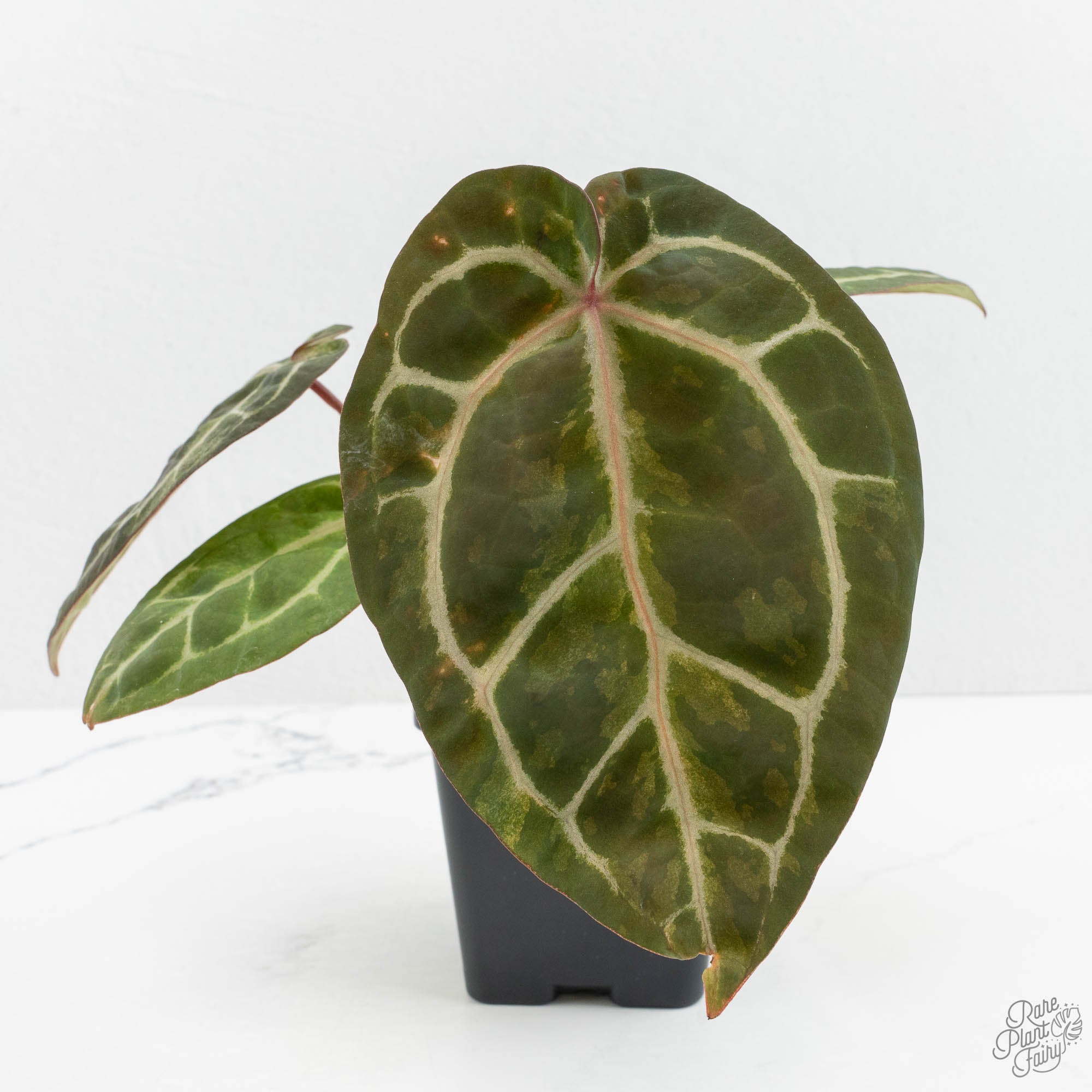 Variegated Anthurium Zara '31' x Zara '14' by DocBlock® (wk15-UP