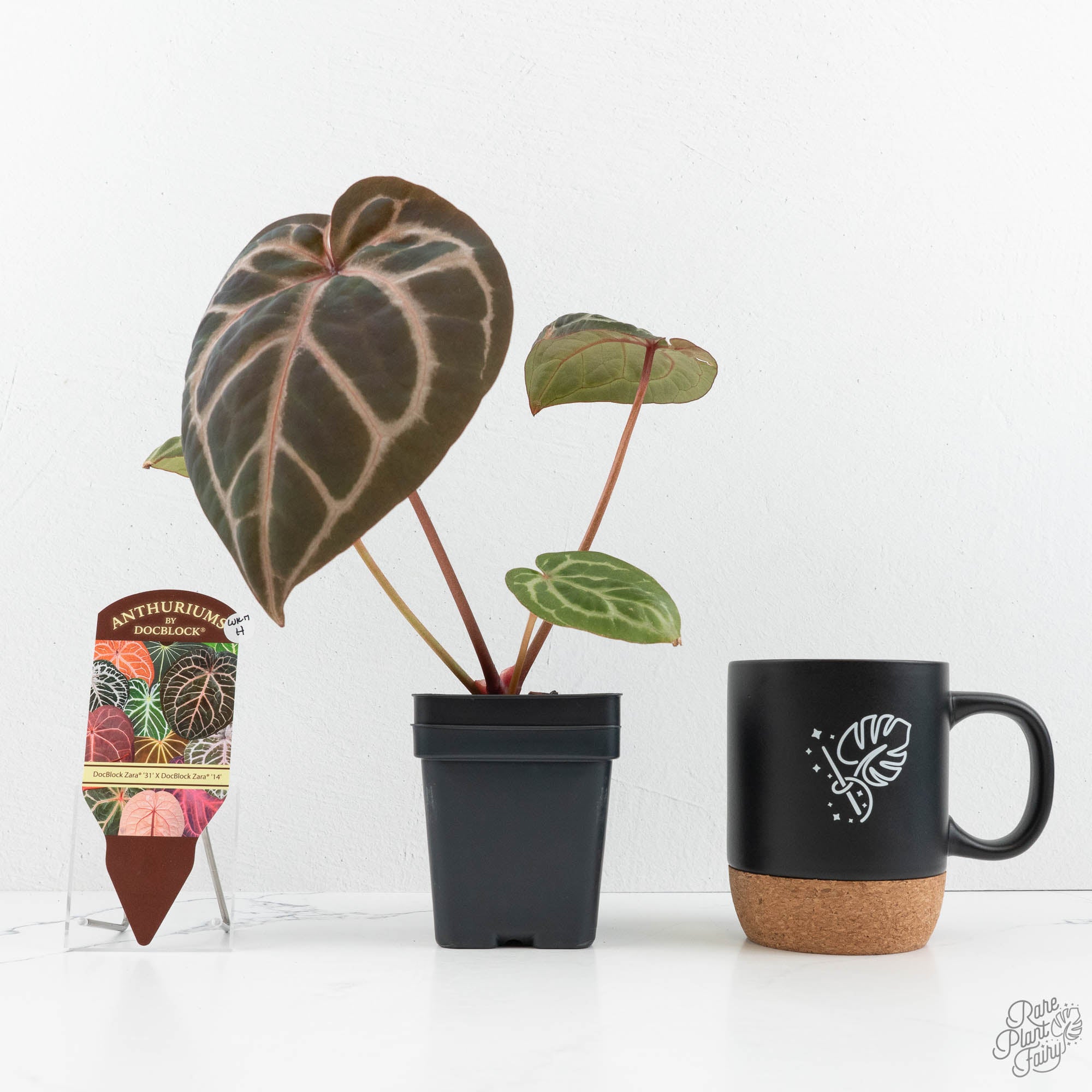 Anthurium Zara '31' x Zara '14' by DocBlock® (wk17-H) – Rare Plant