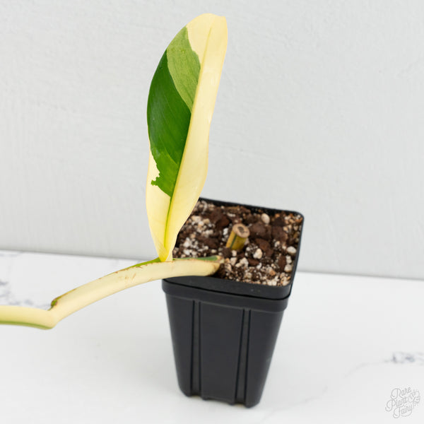 Epipremnum Giganteum Albo Variegated 'White Pearl' (wk8-L)