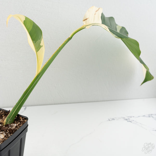 Epipremnum Giganteum Albo Variegated 'White Pearl' (wk8-L)