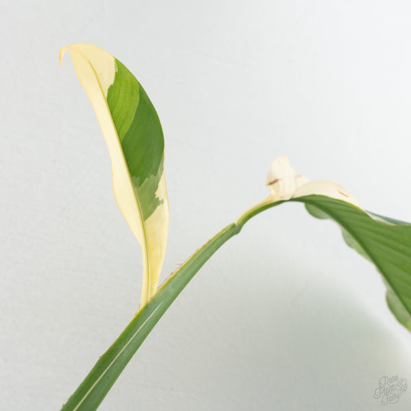 Epipremnum Giganteum Albo Variegated 'White Pearl' (wk8-L)