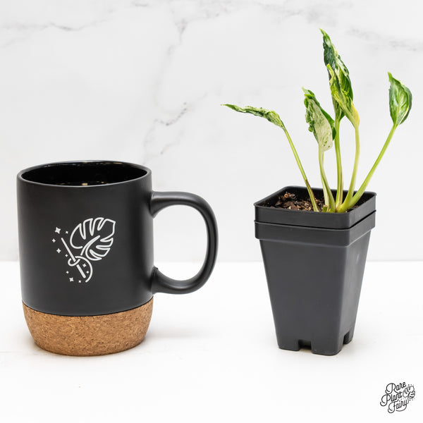 Epipremnum Teruno 'Love Song' (wk5-A)