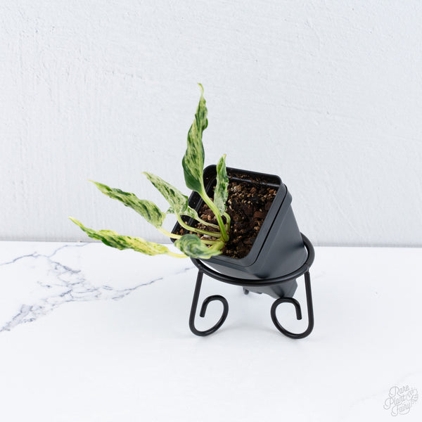 Epipremnum Teruno 'Love Song' (wk10-E)