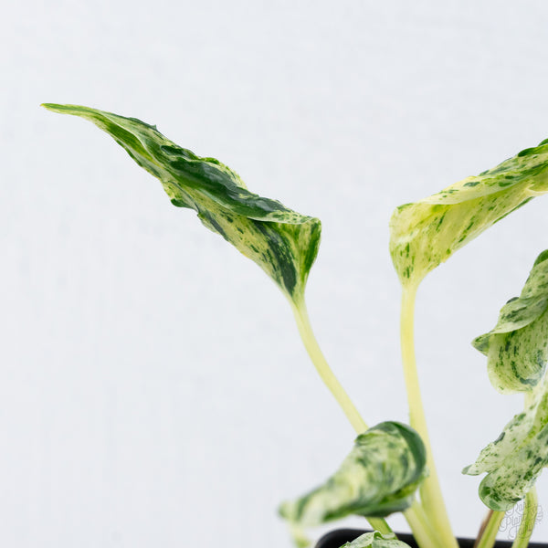 Epipremnum Teruno 'Love Song' (wk10-E)