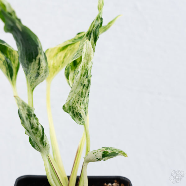 Epipremnum Teruno 'Love Song' (wk10-E)