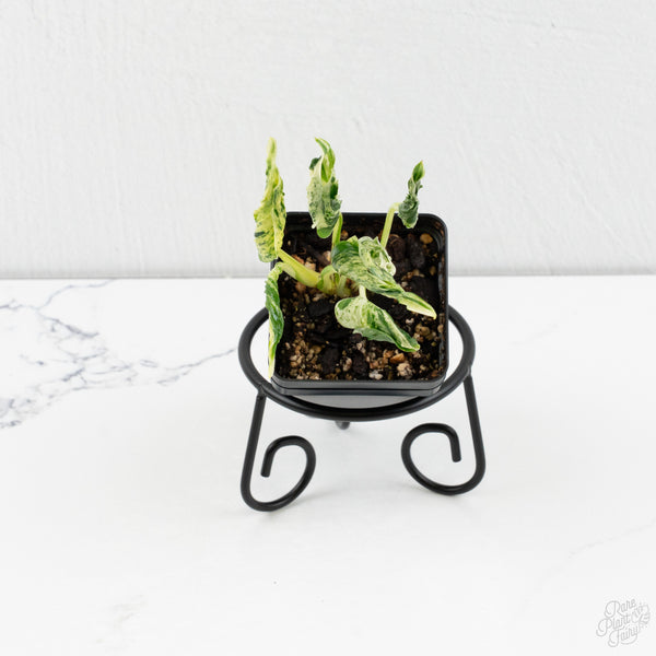 Epipremnum Teruno 'Love Song' (wk9-D)