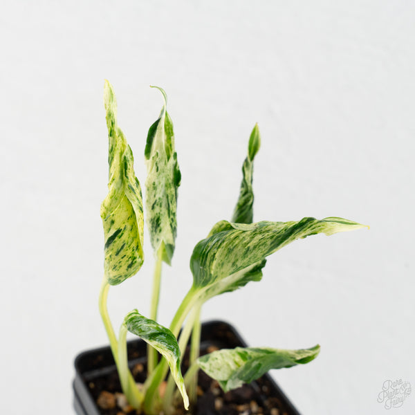 Epipremnum Teruno 'Love Song' (wk9-D)