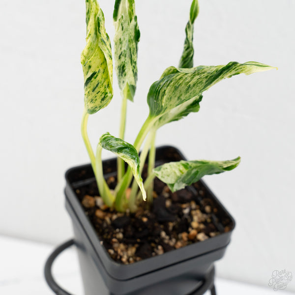 Epipremnum Teruno 'Love Song' (wk9-D)