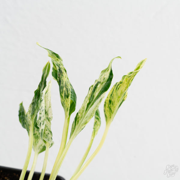 Epipremnum Teruno 'Love Song' (wk9-D)