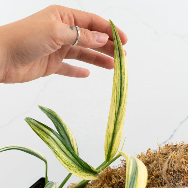 Epipremnum Amplissimum Albo Variegated (wk47-H)