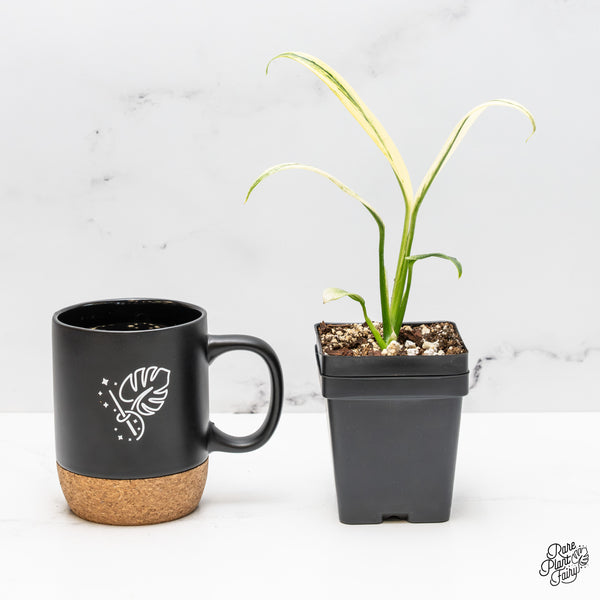 Epipremnum Amplissimum Albo Variegated (wk51-T)