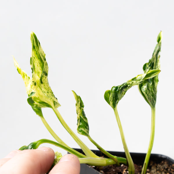 Epipremnum Teruno 'Love Song' (wk51-O)