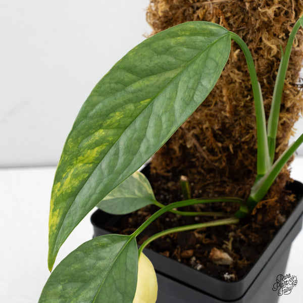 Epipremnum Pinnatum 'Cebu Blue' Variegated (wk49-K)