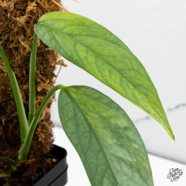 Epipremnum Pinnatum 'Cebu Blue' Variegated (wk49-K)